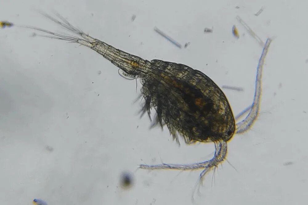 Циклоп рак. Mesocyclops leuckarti. Mesocyclops leuckarti (Claus, 1857). Веслоногий рачок mesocyclops leuckarti. Циклоп ракообразные.