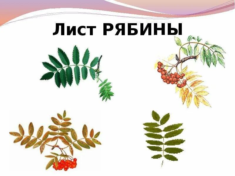 Тип листа рябины. Строение листа рябины. лист рябины и ясеня. лист рябины рисунок. строение листьев рябины.