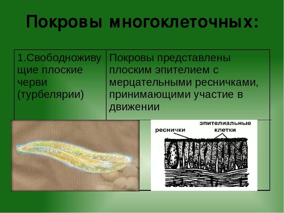 Тегумент цестод. Покровы тела кратко. Покровы тела кутикула. Ресничные черви эпителий. Покровы тела плоских червей 7 класс биология.