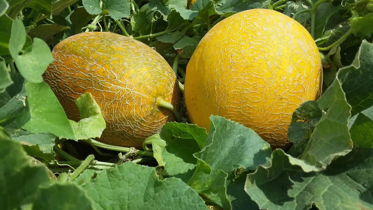 Дыня киви. Дыня это фрукт или овощ. Дыня галия. Как правильно выбрать дыню. Дыня эмир (польша).