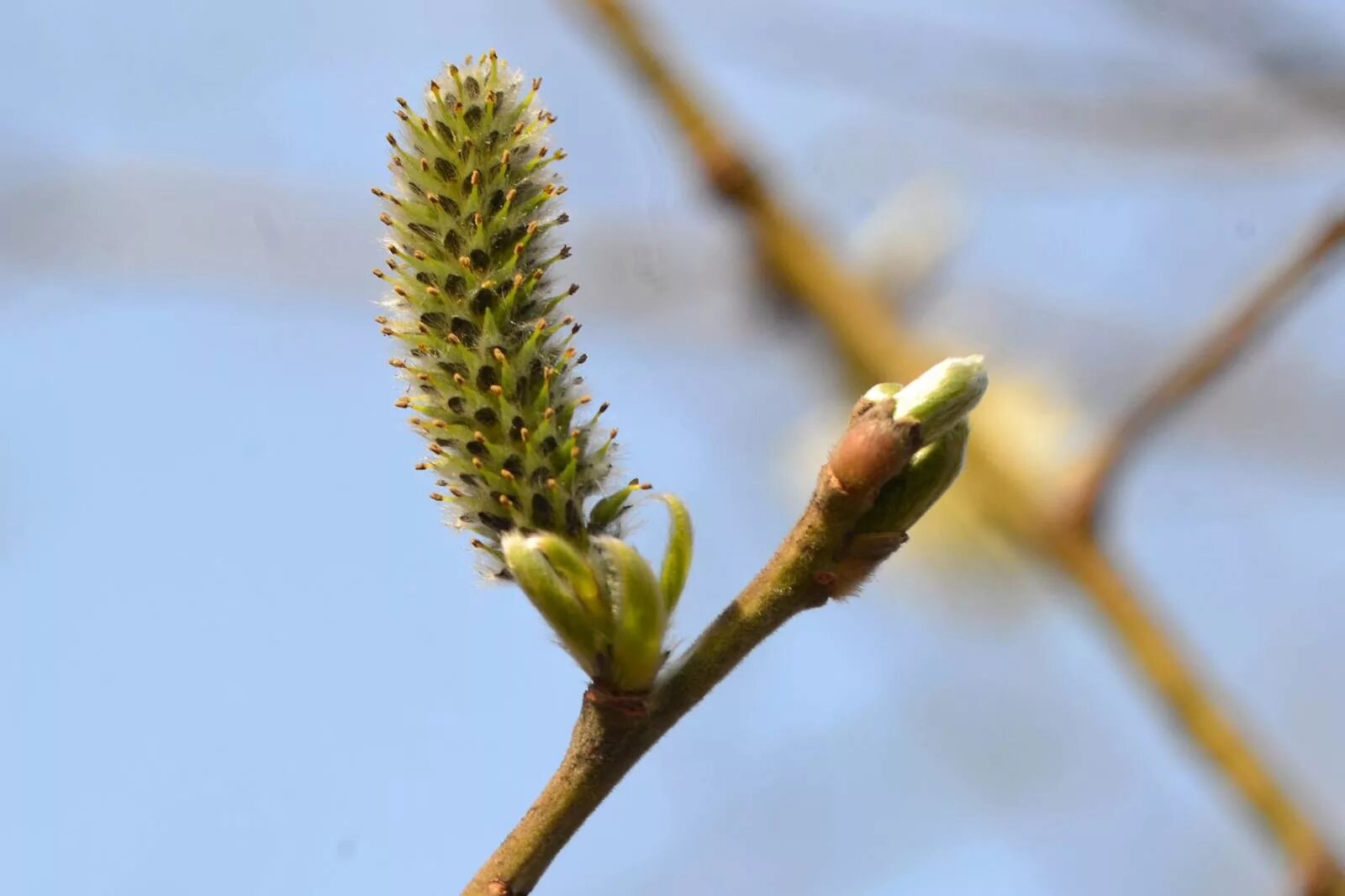 почечные чешуи зачаточный стебель зачаточные листочки. почка строение и функции растения. распускание почек клена. клен остролистный почки весной. соцветие почек.