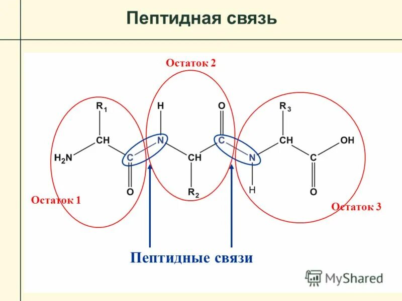 Связаны пептидными связями. Пептидная связь какая структура белка. Пептидная теория строения белков кратко. Пептидная теория строения белков, характеристика пептидной связи.. Структура молекулы белка.