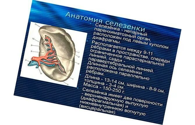 Селезенка анатомия. Строение селезенки. Поверхности селезенки анатомия. Добавочная долька селезенки. Малые размеры селезенки латынь