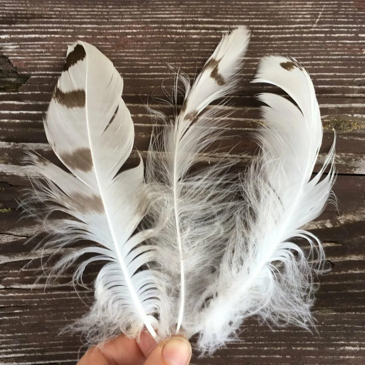 золотое перо репер. с перьями. перо страуса коричневое. гороховский переулок москва. красное перо на белом фоне.