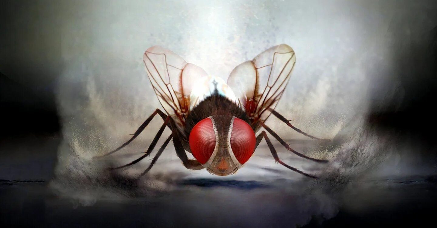 Муха судьба. Муха 2012. муха арт.