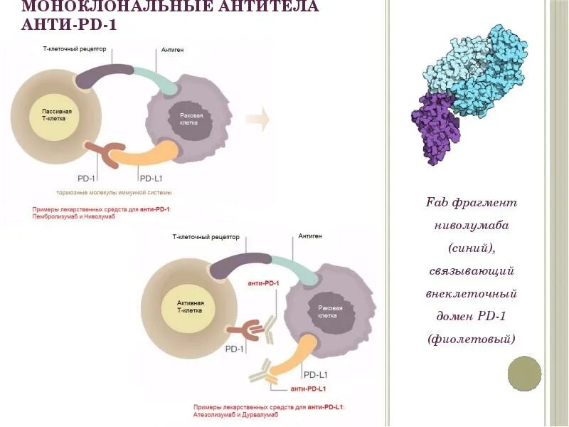 Анти моноклональные антитела. Анти PD 1 препараты. Ингибирования отрицательной иммунной регуляции. Анти PD-1 терапия.