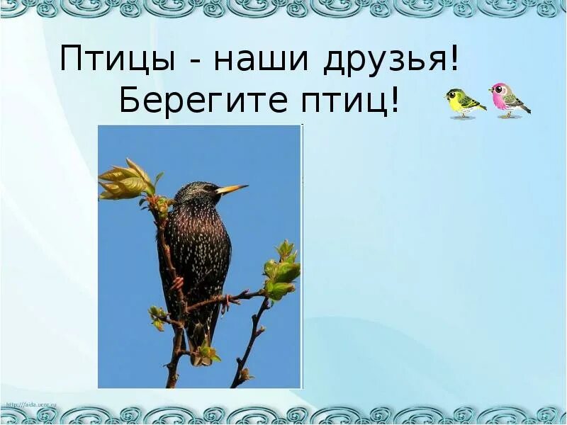 Певчие птицы наши верные друзья нужно тире. Птицы наши друзья. День птиц. Птицы наши друзья берегите птиц. День птиц берегите птиц.