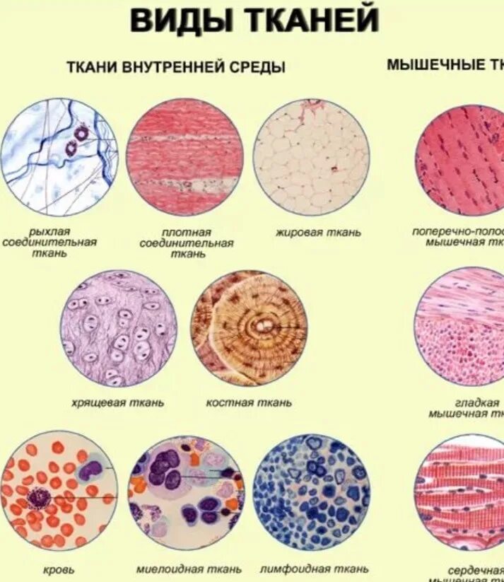 4 группы тканей животных. Виды тканей. Ткани человека. Типы эпителиальной ткани. Типы тканей человека.