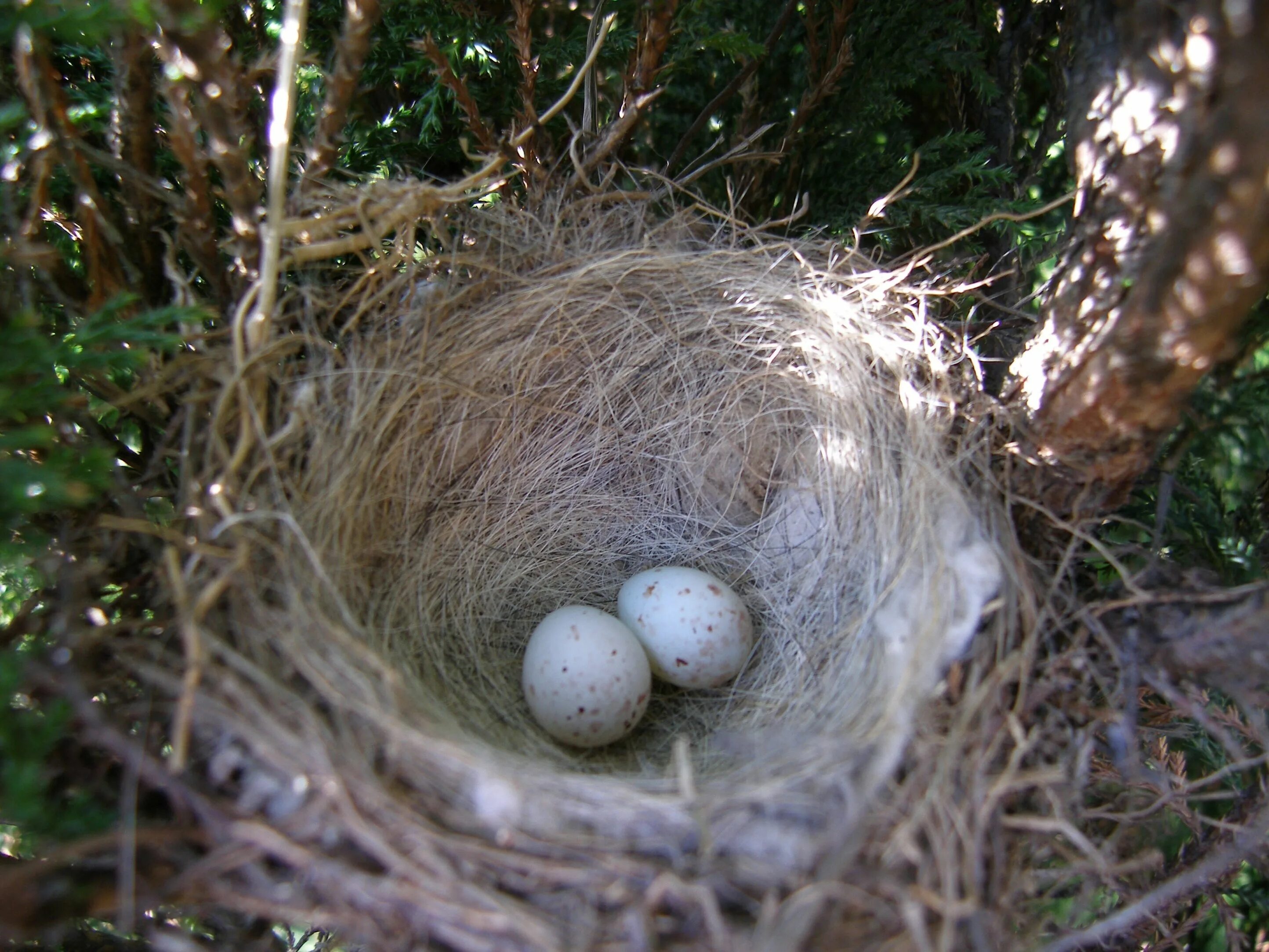 Яйца птиц покрыты. Гнездо гнездиться гнездовье гнездовой. Чашеобразное гнездо. Гнездо крапивника. Гнездо пеночки фото.
