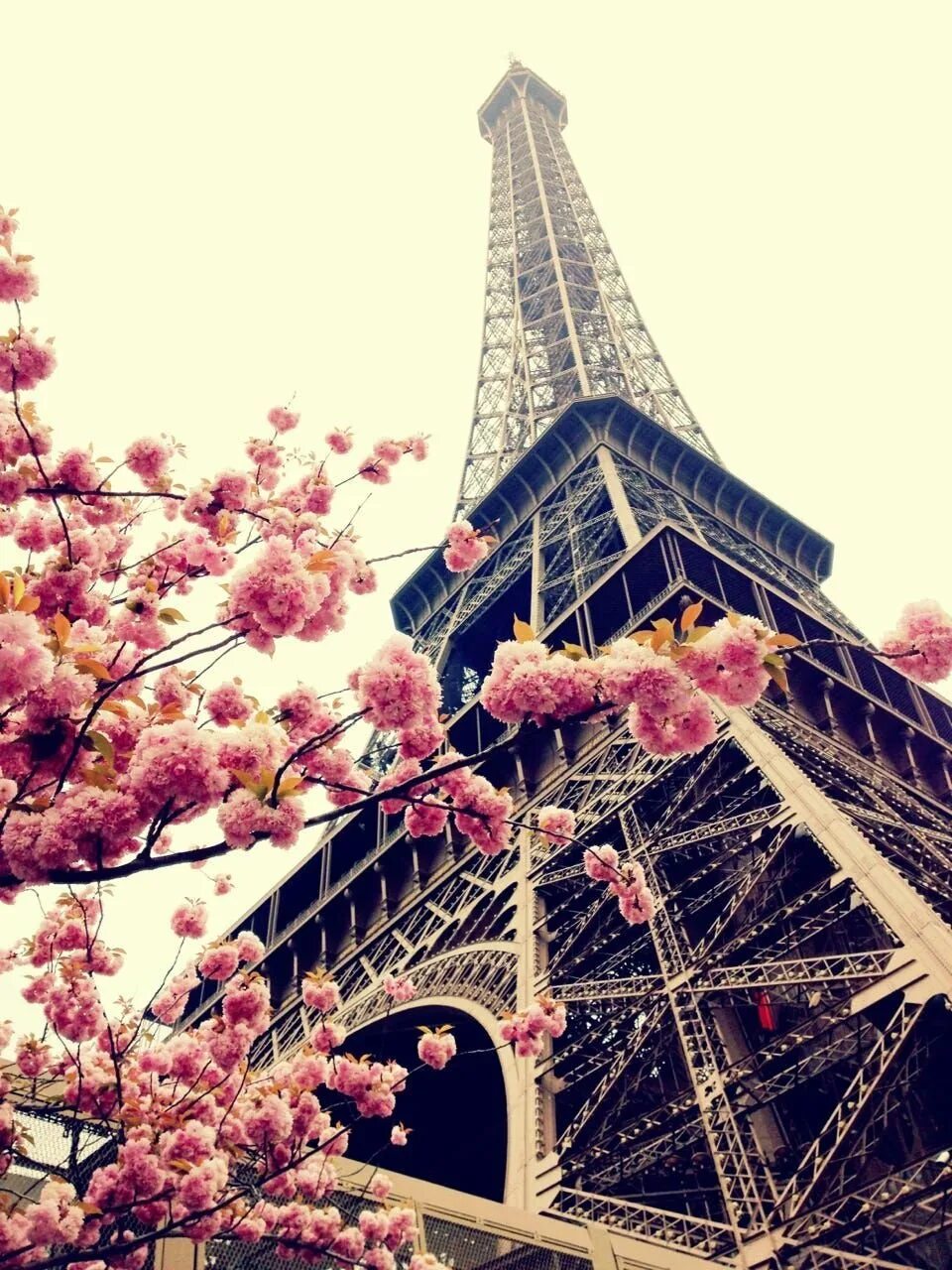 Красивые картинки в ватсапе. Париж Эстетика эльфелева башня. Париж Эйфелева башня цветы. Фон Парижа с эльфивой башней.