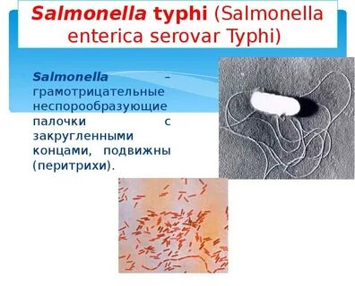 Сальмонелла простейшие