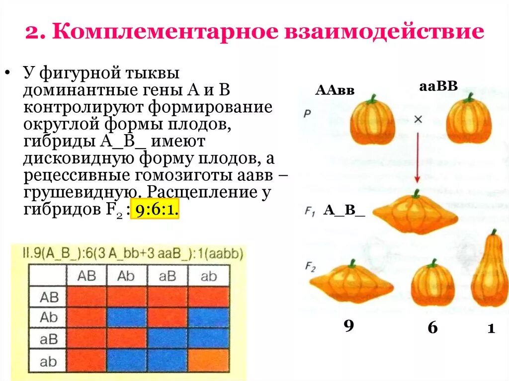 Доминантные признаки у кур. Комплементарность 9 6 1. Комплементарность типы расщепления. Форма плода тыквы комплементарность. Комплементарное взаимодействие схема расщепления.