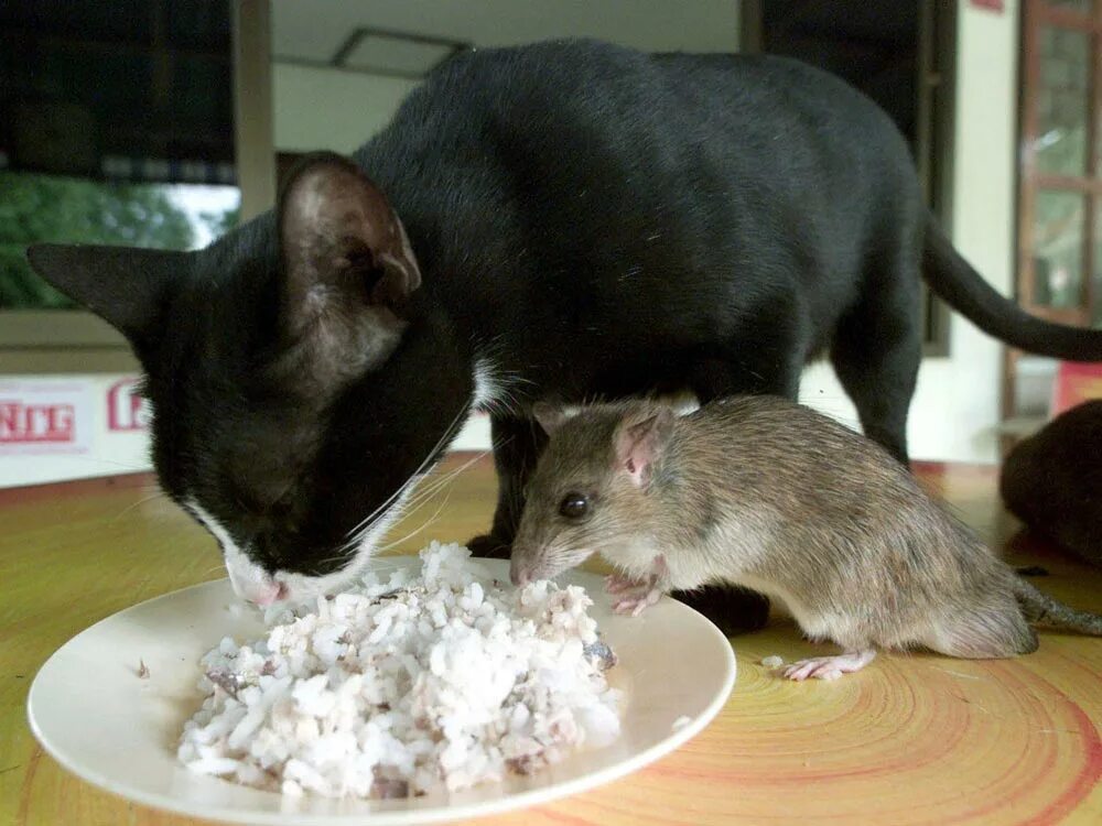 Кот и крыса. Кот и мышка. Крыса с крысятами. Дружба кошки и крысы. Можно ли кошечек