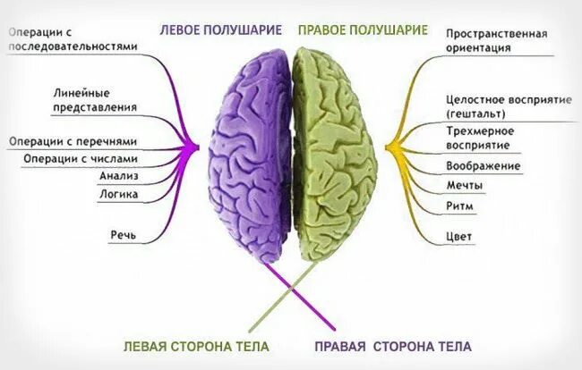 Полушария головного мозга. Левое полушарие мозга. Головной мозг левое и правое полушарие. Правое и левое полушарие мозга за что отвечают. Поражение правого полушария мозга
