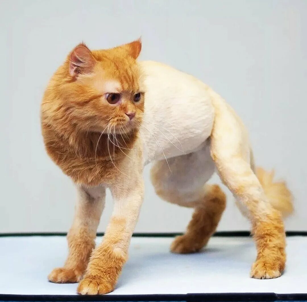 Стрижка кошек. Кошачьи стрижки. Стриженный кот. Гигиеническая стрижка кошек. Рыжая бритая