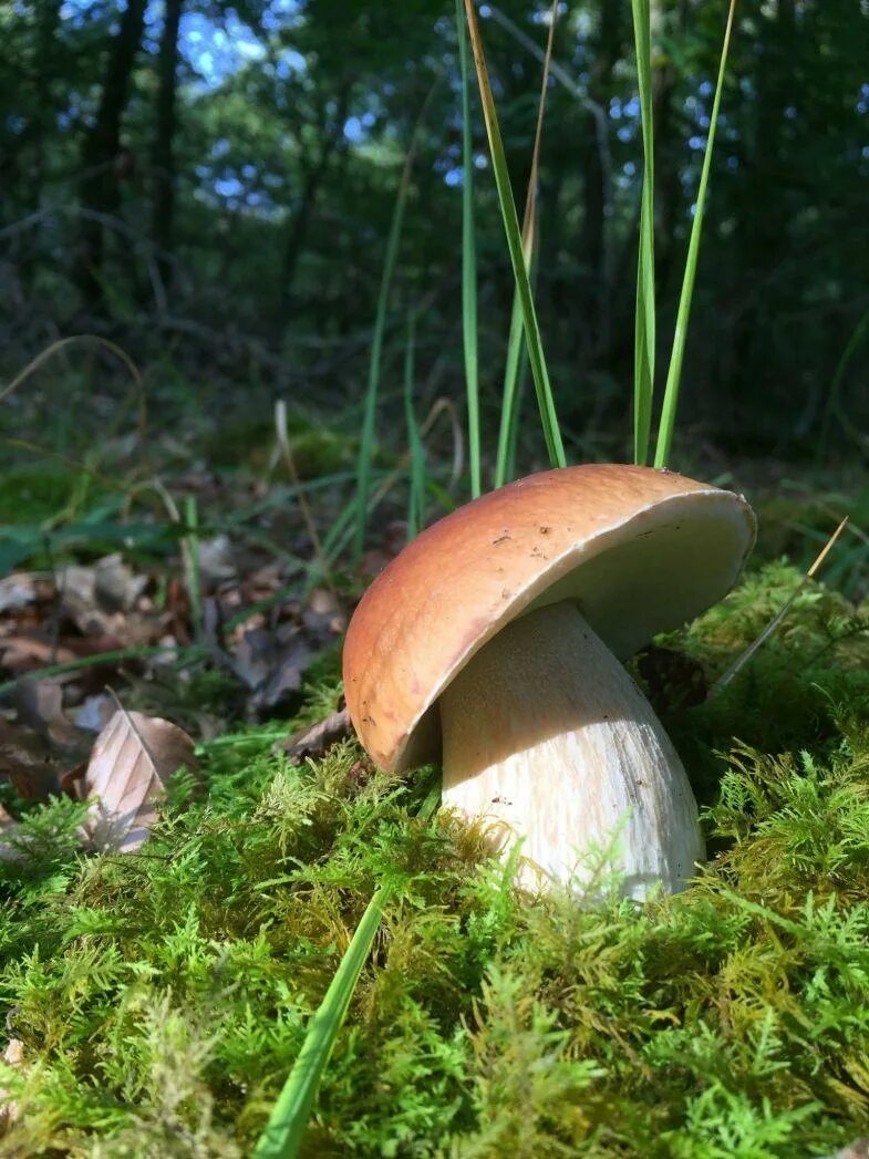 Белый гиб. Грибы Boletus edulis. Белый гриб Боровик. Boletus edulis – белый гриб. Белый гриб Боровик фото.