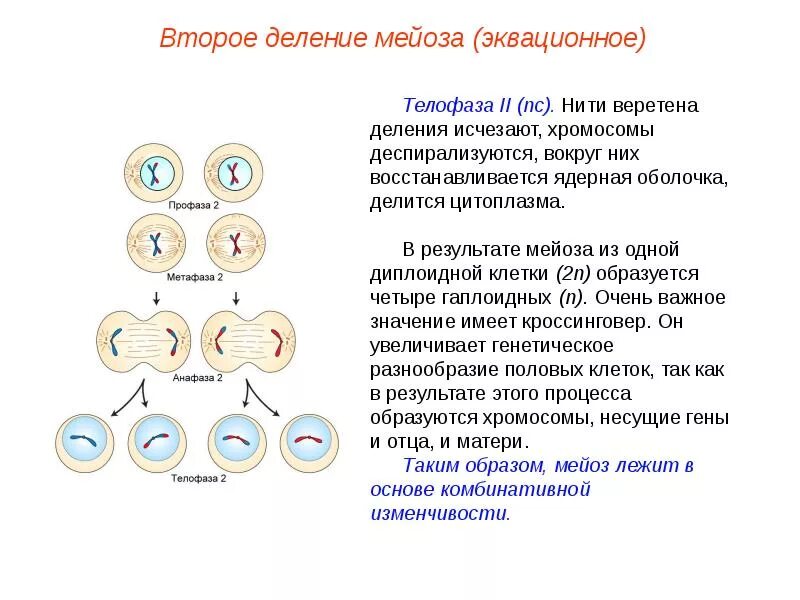 В результате второго деления мейоза образуются. Деление клетки мейоз хромосомы. Фазы 1 деления мейоза. В результате мейоза образуется 2 клетки.