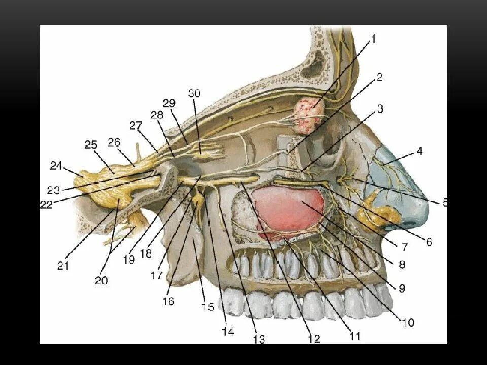 Верхнечелюстная ветвь тройничного нерва. Ветви глазного нерва тройничного нерва. 1 И 2 ветвь тройничного нерва. 2 Ветвь тройничного нерва анатомия. Лицевой нерв челюсти