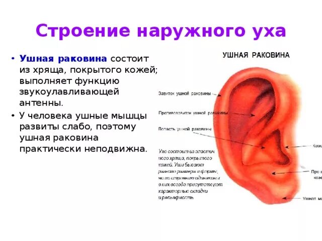 Наружное ухо человека состоит из. Строение наружного уха. Строение наружного уха анатомия уха. Строение хряща ушной раковины. Из чего состоит ушная раковина человека.