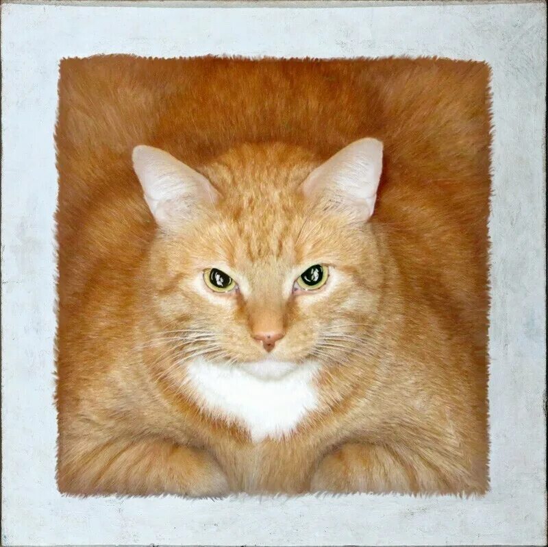 Кот квадратный какая. Квадратный кот. Квадратная кошка. Рыжий кот квадратный. Квадратный рыжий котик.