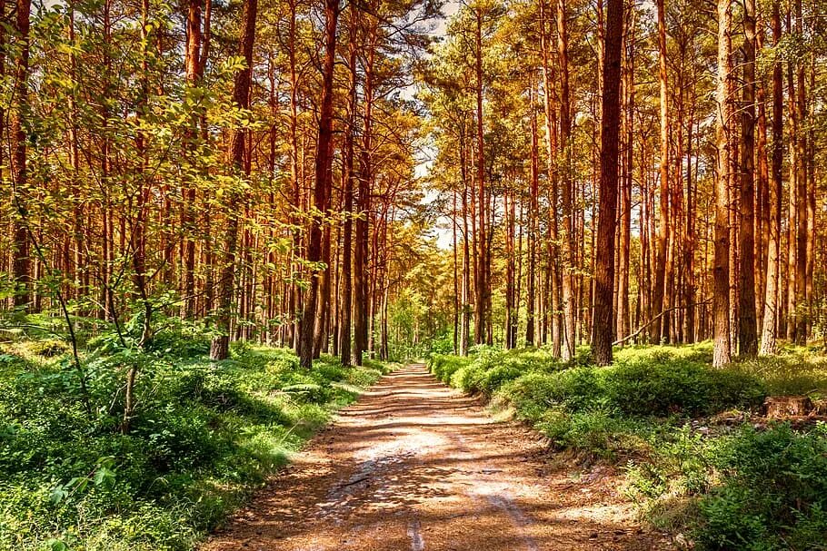 Осенний лес. Пейзаж леса. Осенний лес. Картинки на рабочий стол лес. Загущенный хвойный лес.