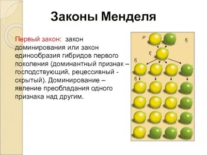 Горох закон