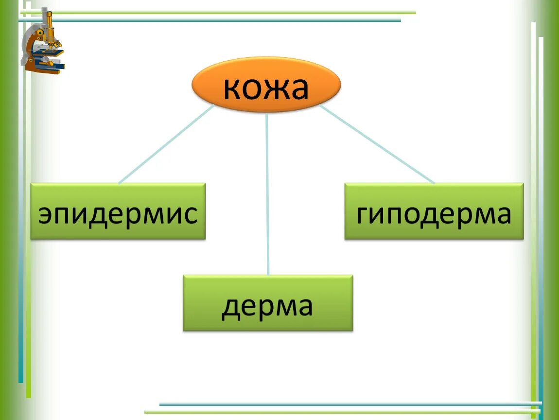 Самый большой орган чувств. Самый большой орган чувств 4 класс ПНШ презентация. Самый большой орган чувств 4 класс ПНШ. Кожа орган чувств 4 класс окружающий мир. Человек 4 класс окружающий мир с названиями