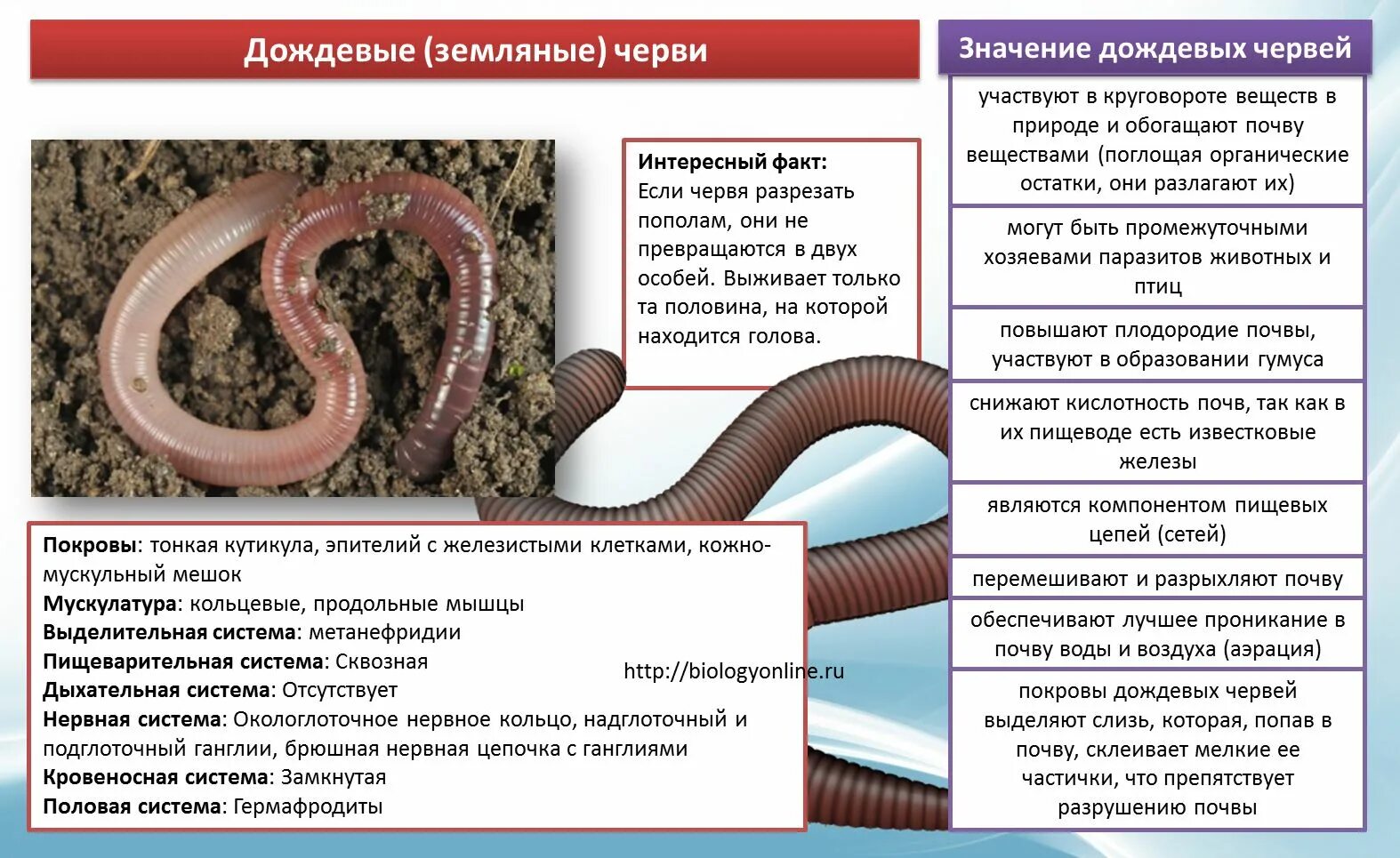 Активный червь. Тип дождевого червя обыкновенного. Характеристика дождевого червяка характеристики. Дождевые черви Подгруппа.