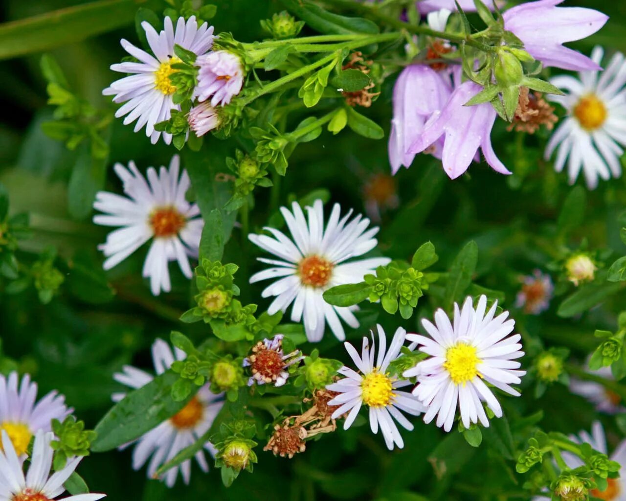 Танец ромашка цветок полевой. Кампанула васильковая. Кампанула васильковая. Колокольчики ромашки белые. Полевые ромашки.