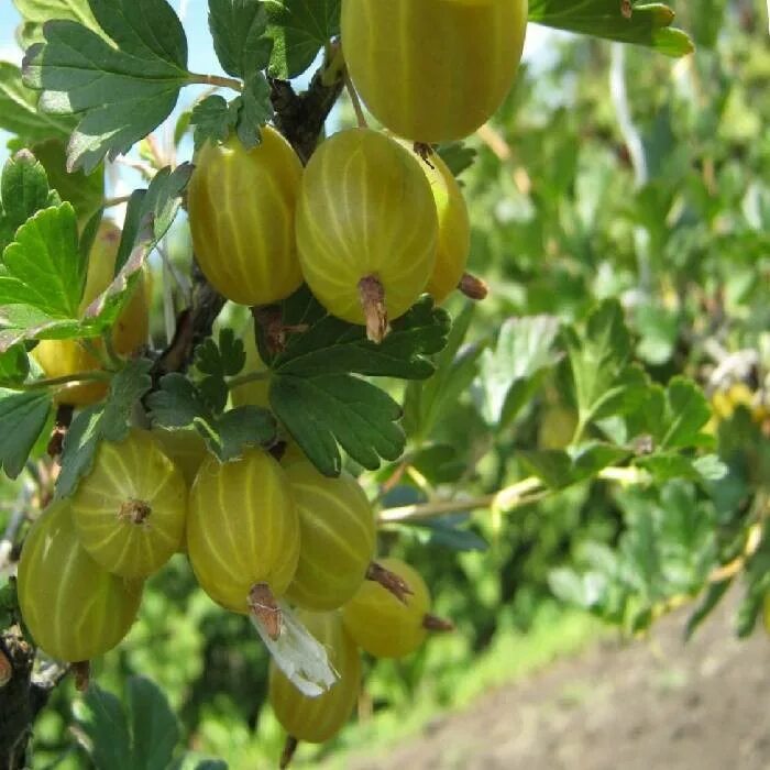 Крыжовник Куршу дзинтарс. Крыжовник сорт Куршу дзинтарс. Крыжовник желтый дзинтарс Куршу. Крыжовник Куршу дзинтарс кустарник. Крыжовник куршу