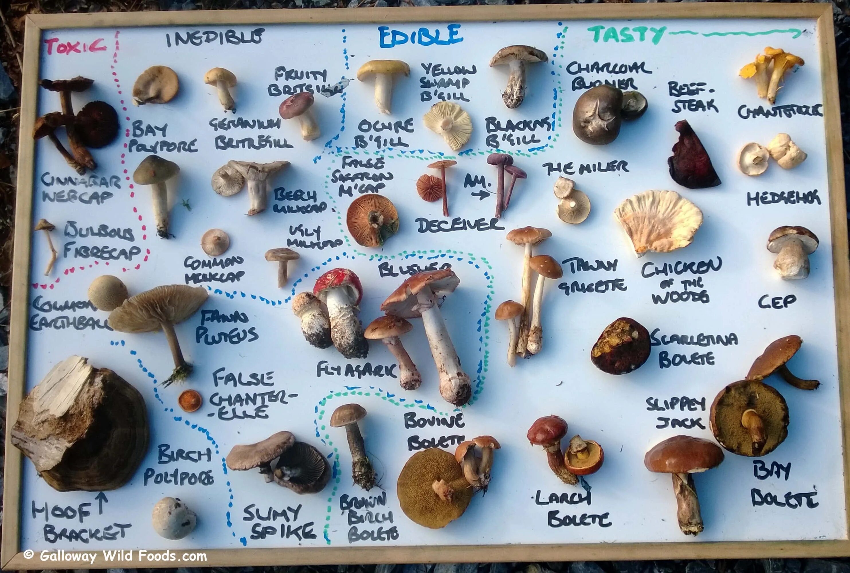 Съедобные грибы на английском. Names of Mushrooms in English. Mushroom list грибы. Types of Mushrooms in English. Mushroom глагол