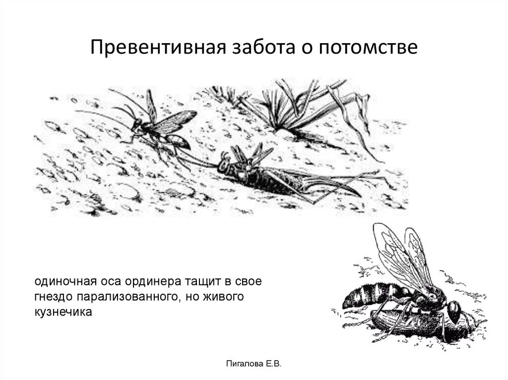 Привести примеры заботы о потомстве. Превентивная забота о потомстве. Превентивная забота о потомстве примеры. Оса забота о потомстве. Забота о потомстве у животных примеры.