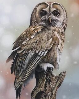 Рисунок красивой совы