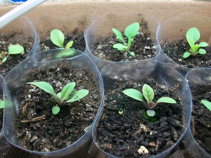 Эустоме месяц как выглядит Eustoma russellianum Google zoeken Семена цветов, Цветок, Многолетние растения