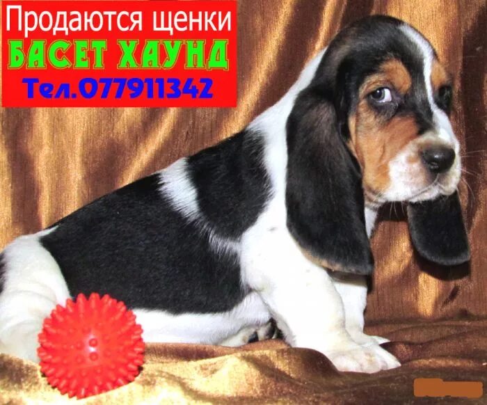 Бладхаунд и бассет. Авито бассет. Авито бассет. Бассет-хаунд щенок. Шотландский бассет.