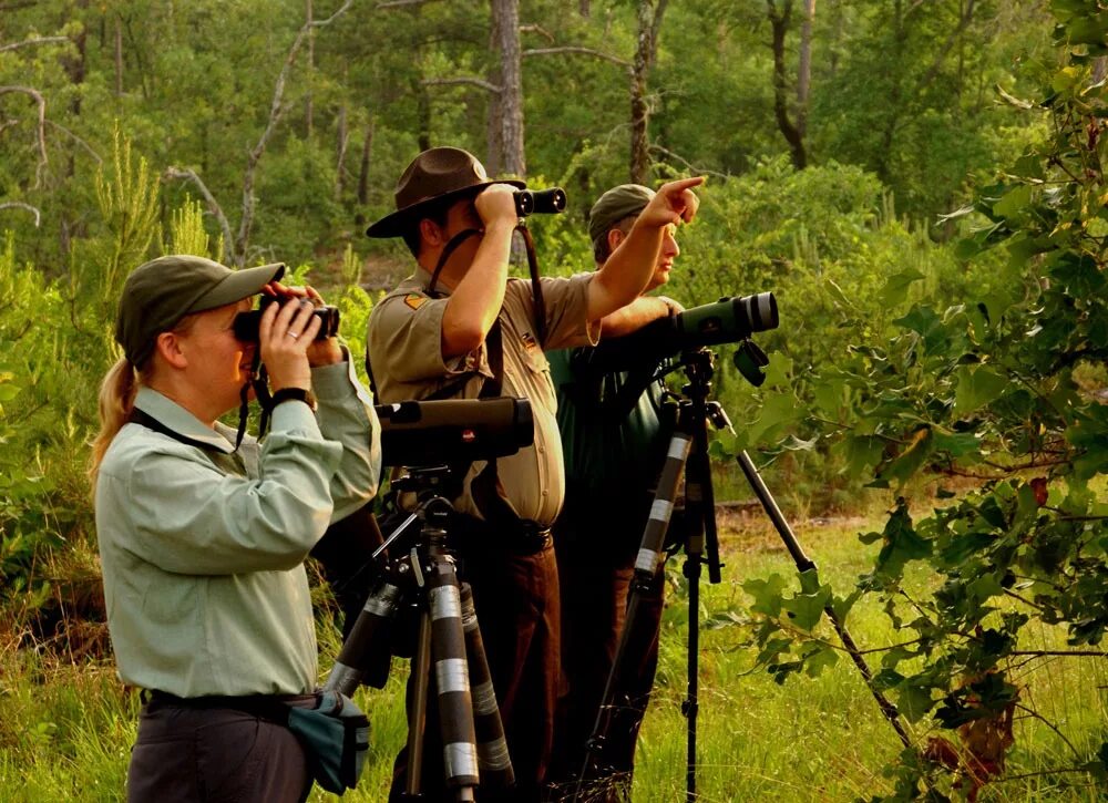 Орнитология бердвотчинг. Человек наблюдает за птицами. Наблюдение за птицами. Бердвотчинг. Наблюдение за птицами.