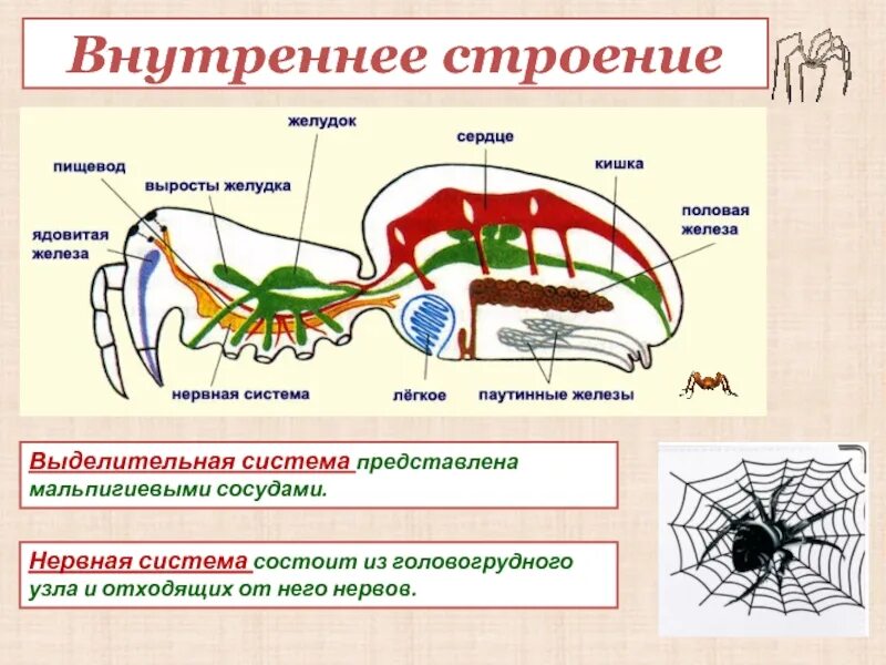 Представители какого класса имеют мальпигиевы сосуды. Выделительная система паукообразных 7 класс. Строение выделительной системы паука. Внутреннее строение насекомых выделительная система. Выделительная система насекомых схема.