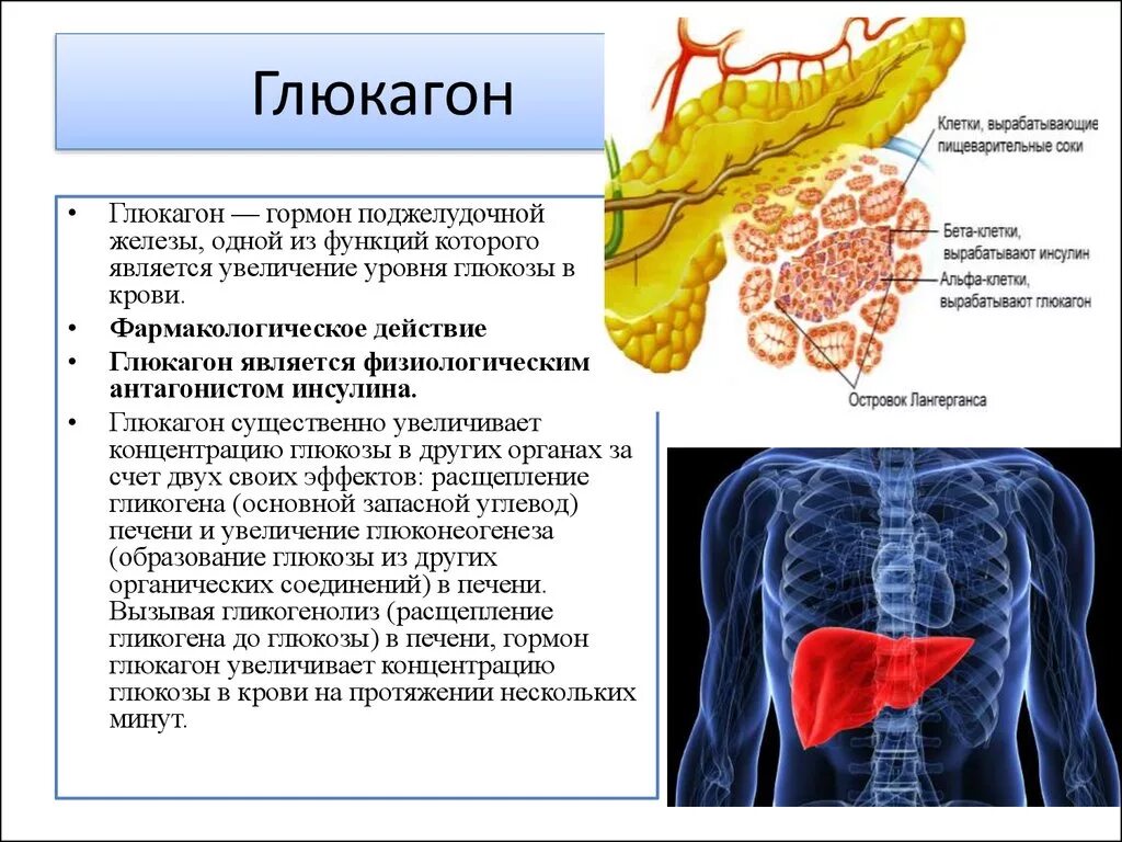 Глюкагон поджелудочной железы функция. Глюкагон функции гормона. Глюкагон функции гормона в организме человека. Функция гормона поджелудочной железы глюкагона. Печень вырабатывает гормоны