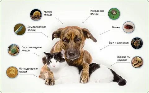 Чем опасен клещ для собаки