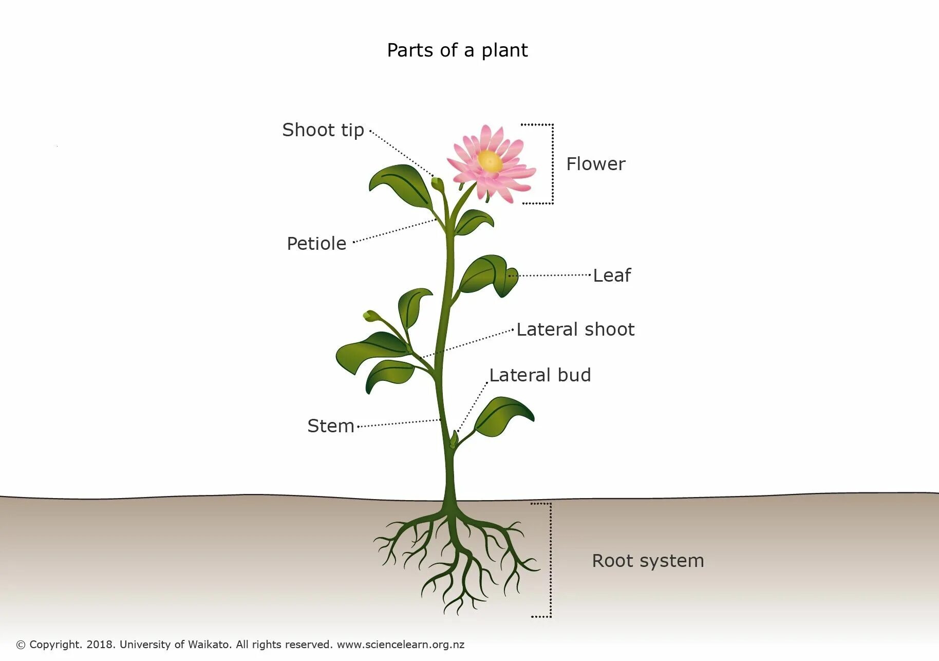 How many plants. Части растения. Мягкая часть растения. Plant. Герберы цветок стебель листья.