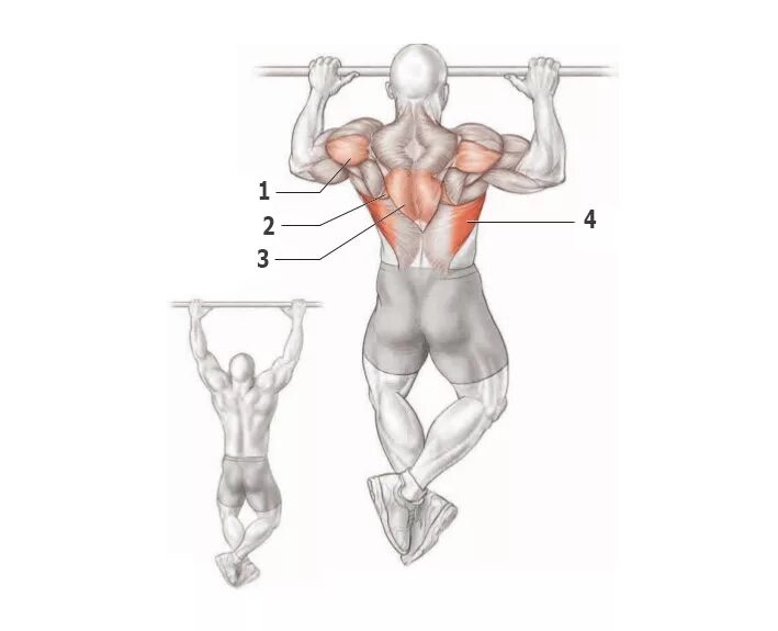 Подтягивания параллельным хватом мышцы. Подтягивания анатомия мышц. Подтягивания узким параллельным хватом. Подтягивания широким хватом мышцы. Подтягивания накачать