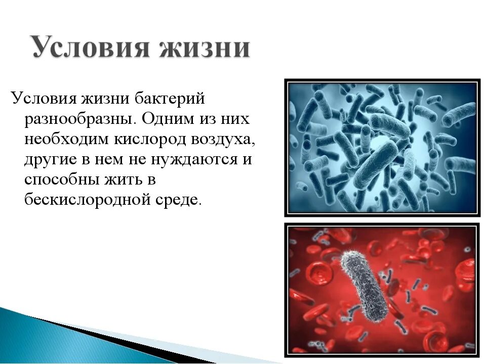 Условия жизни бактерий. Условия жизни микроорганизмов. Бактерии образ. Бактерии 6 класс.