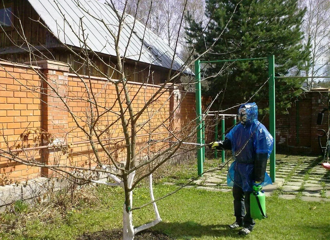 В солнечную погоду можно опрыскивать деревья. Медный купорос обработка деревьев яблони. Обработка деревьев бордосской жидкостью. Опрыскивание деревьев бордосской жидкостью весной. Яблони сады обработка.