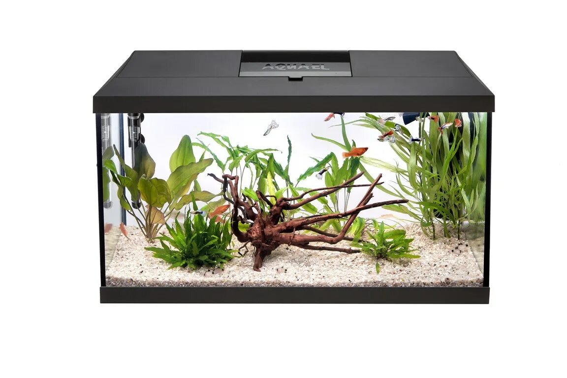 Aquael leddy 60 day night. Aquael leddy 60 day night. Аквариум aquael leddy set plus 60. Аквариум aquael leddy set 60. Аквариум aquael leddy set day & night xl 40 прямой, черный (35 л).