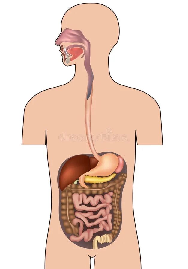 Как выглядит желудок человека внутри Stomach human man 3D model TurboSquid 1549544