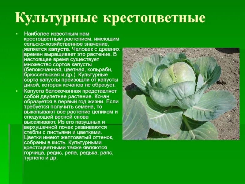 Крестоцветного растения капусты огородной. Крестоцветные капуста белокочанная. Двудольные капустные. Белокочанная капуста относится к крестоцветным. Капуста семейство крестоцветные.