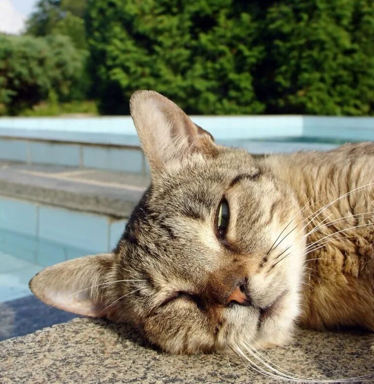Кот дремот и его друзья. Кошка дремлет. коты дремоты. каот дремот. кот дремоот это что.