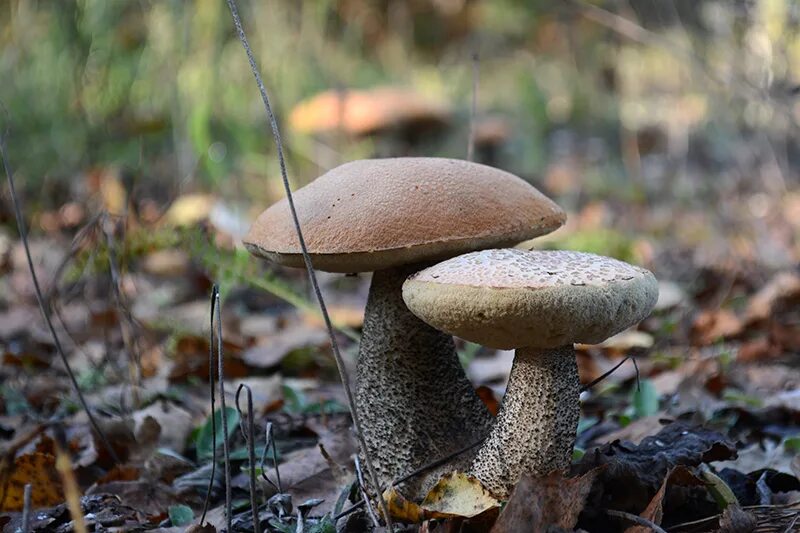 Подберёзовик обыкновенный съедобные грибы. Подберезовик твердоватый. Подберёзовик обыкновенный съедобные грибы. Подосиновик крымский. Подберезовик под березой гриб.