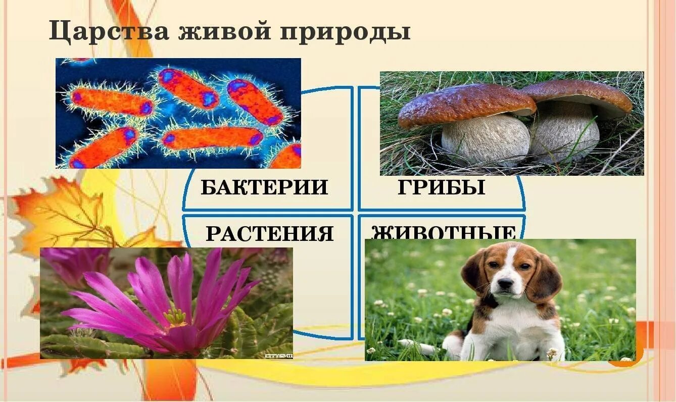 Какого царства живой природы не существует 3. Царства живой природы. царства живой и неживой природы. виды царств живой природы. царства живой природы 3 класс окружающий мир.