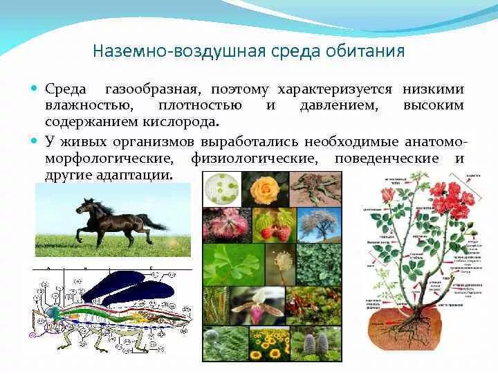 Наземно-воздушная среда обитания. Растения наземно-воздушной среды. Живые организмы наземно воздушной среды. Приспособления к условиям среды наземно-воздушной.